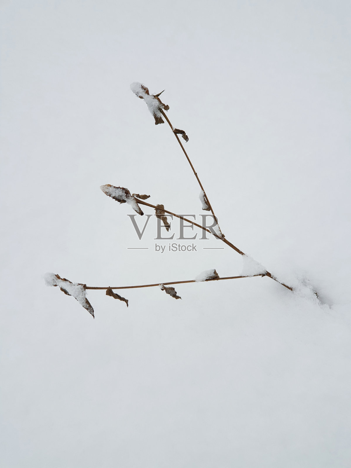 白雪下冰冻的植物-特写照片摄影图片