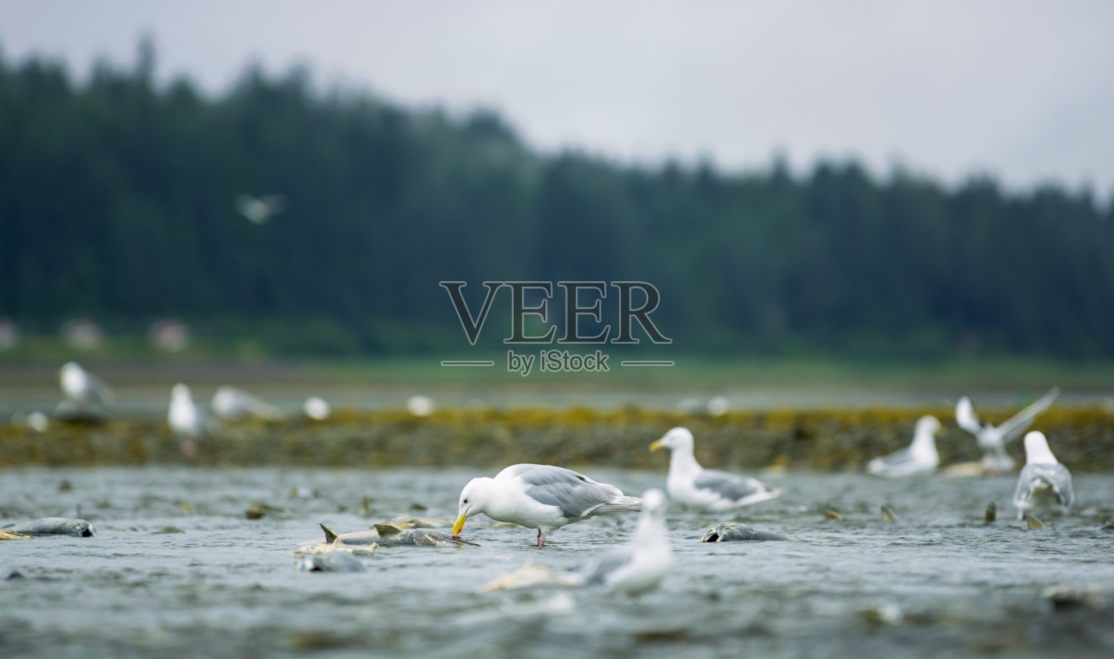 海鸥在河里飞来飞去地觅食。附近有鲑鱼。照片摄影图片
