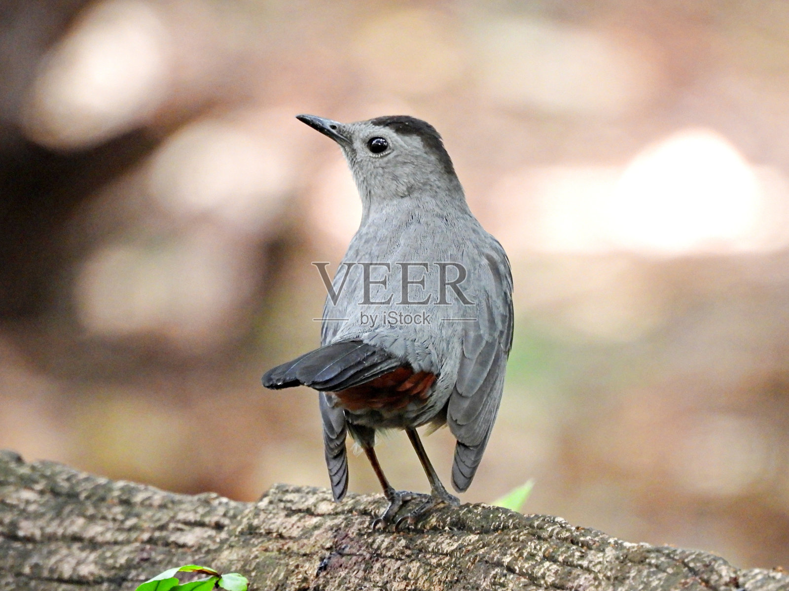 灰猫鸟(卡罗莱纳猫鸟)栖息在原木上照片摄影图片