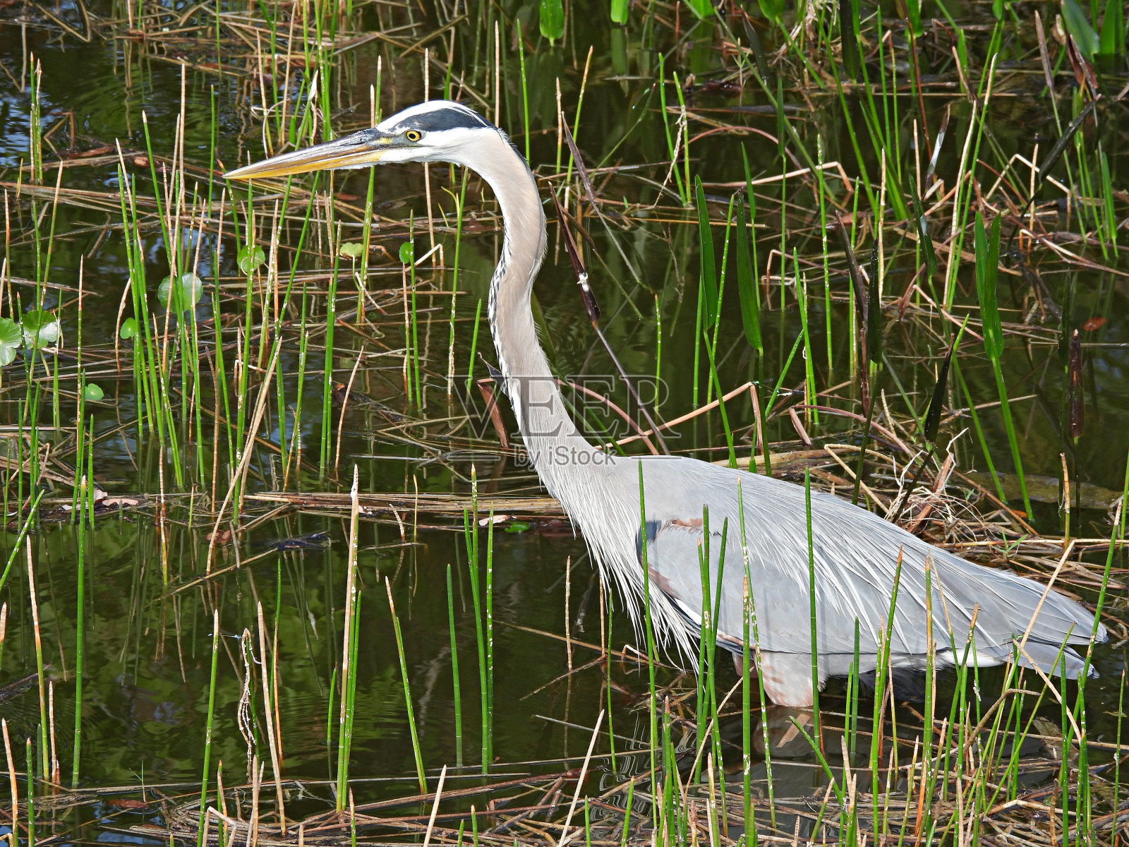 大蓝鹭(Ardea herodias) -在湿地觅食照片摄影图片