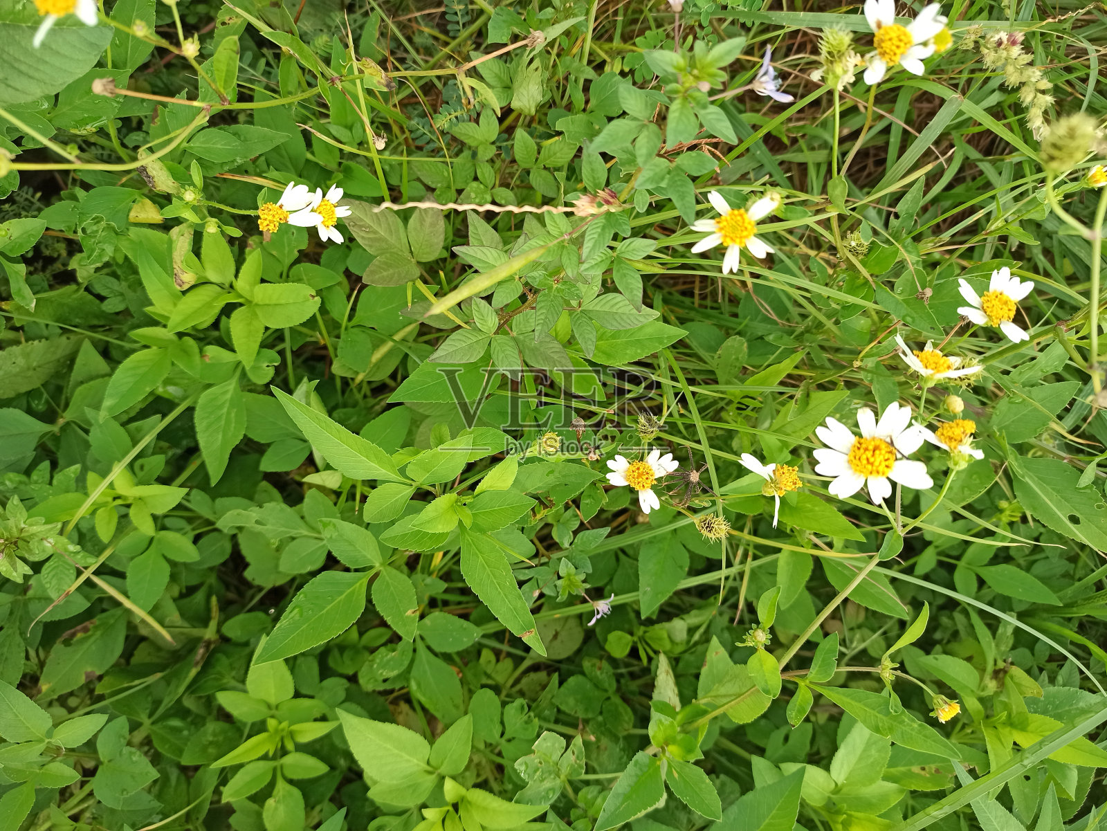 街边新鲜的小野花照片摄影图片