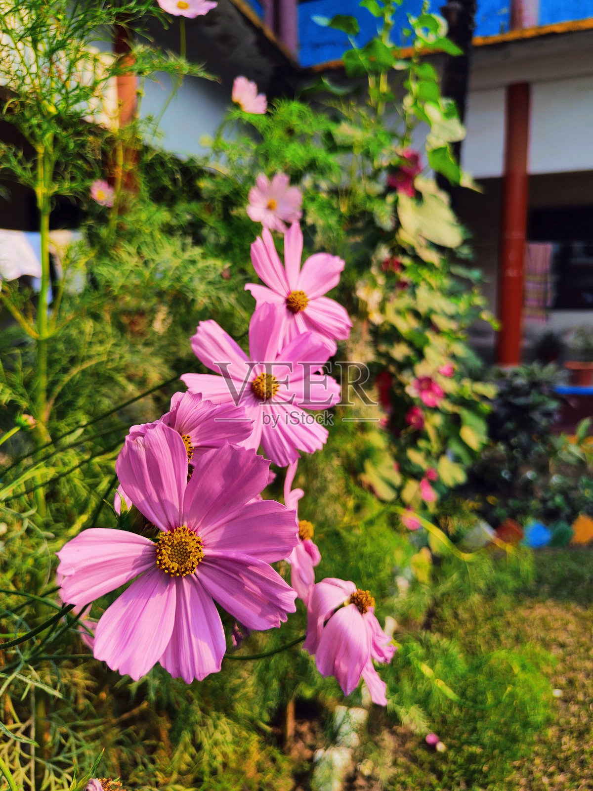 粉红色的花在花园里照片摄影图片