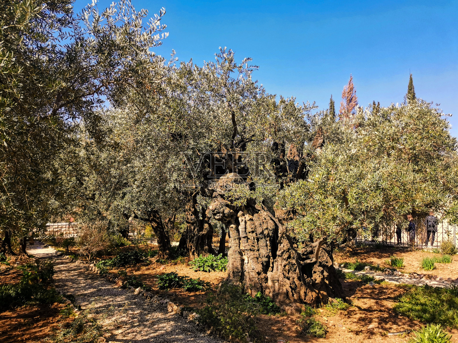 古老的橄榄树照片摄影图片