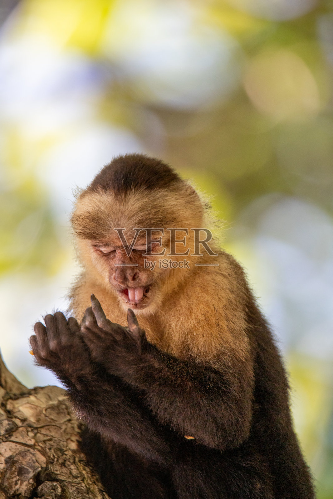 巴拿马白面卷尾猴照片摄影图片