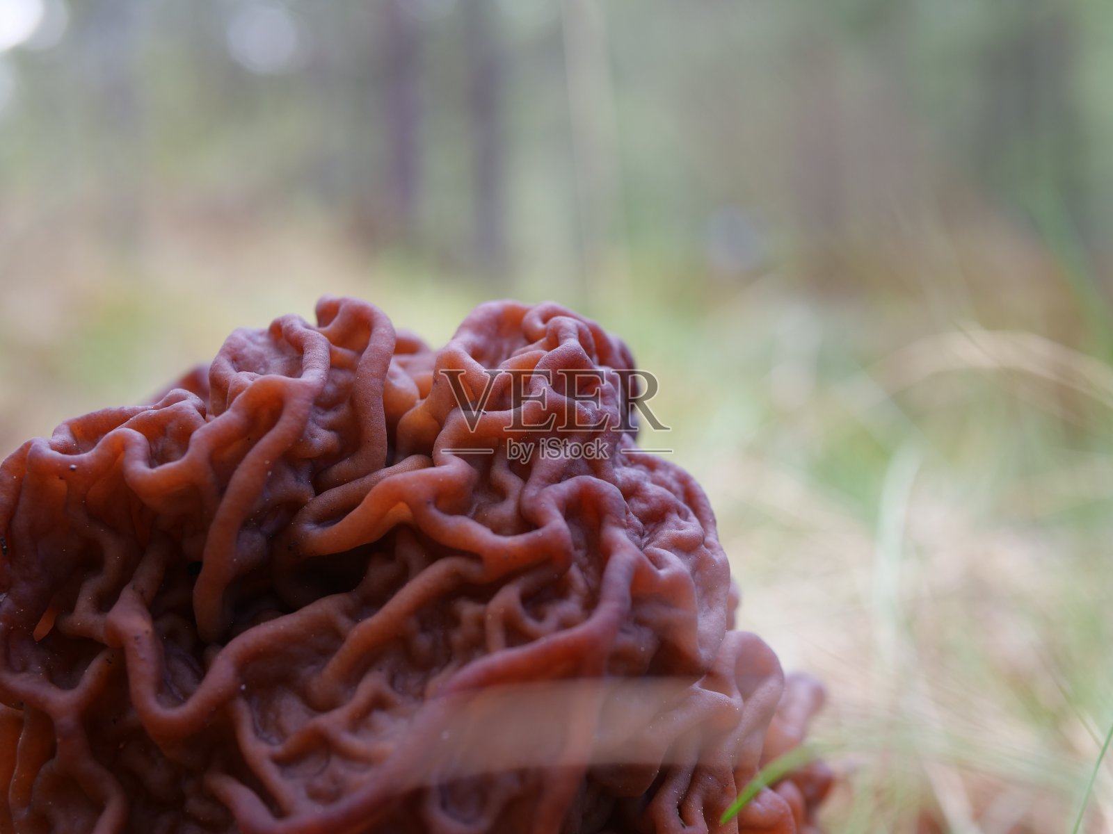陀螺菌，通常被称为假羊肚菌或头巾真菌照片摄影图片