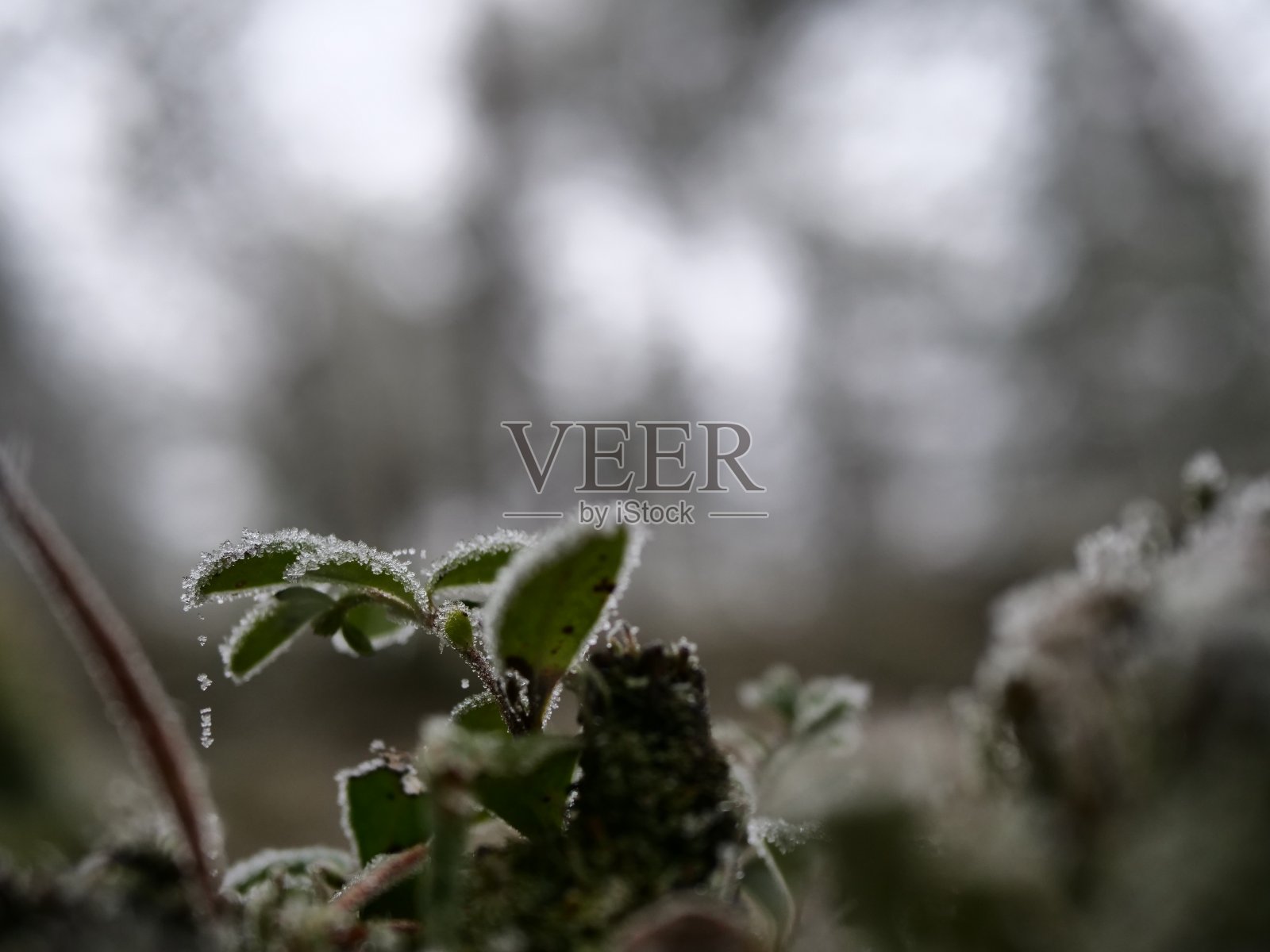 森林里的冰植物照片摄影图片