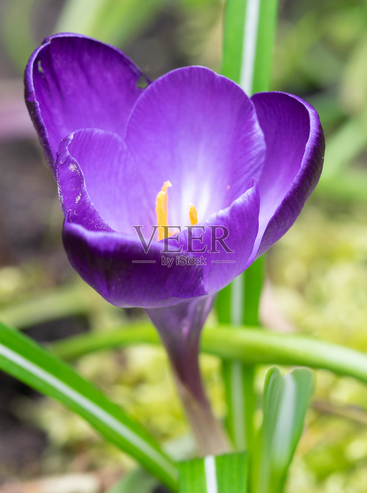 微距照片的紫色柑橘与苔藓背景在早春照片摄影图片