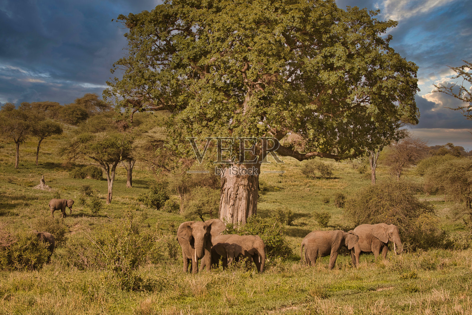 非洲Tarangire国家公园的大象景观照片摄影图片