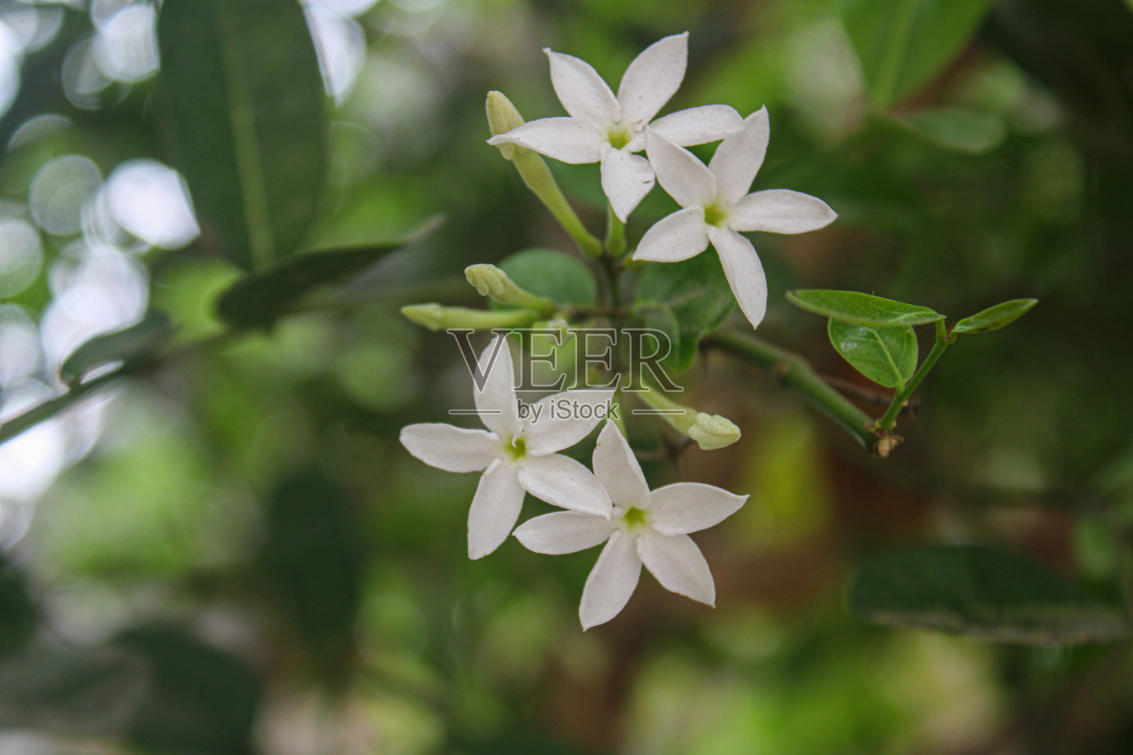 白色花配绿色散景照片摄影图片