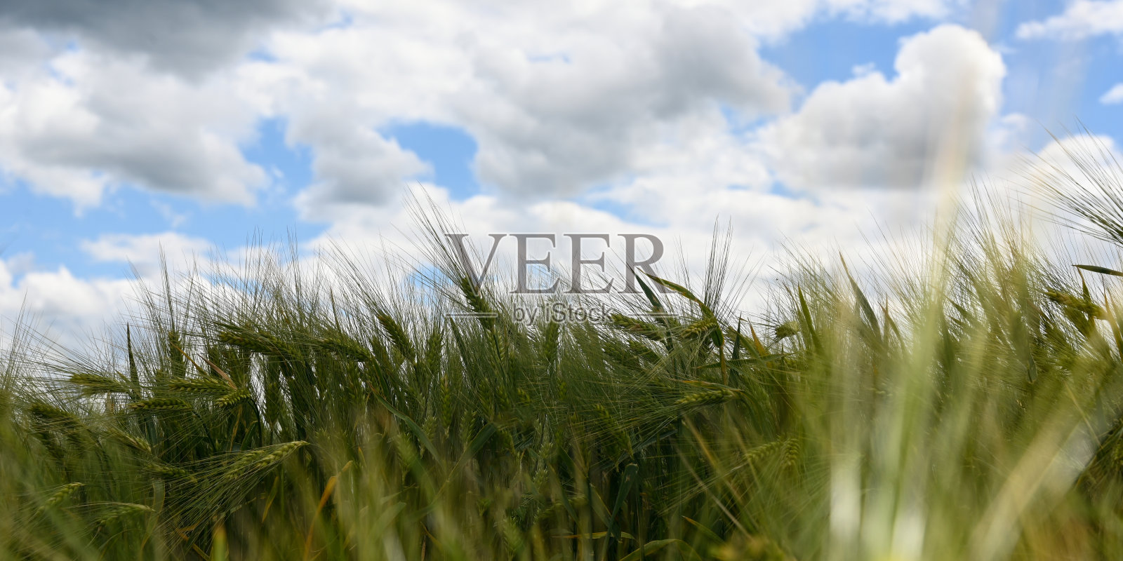 收获前的麦田照片摄影图片