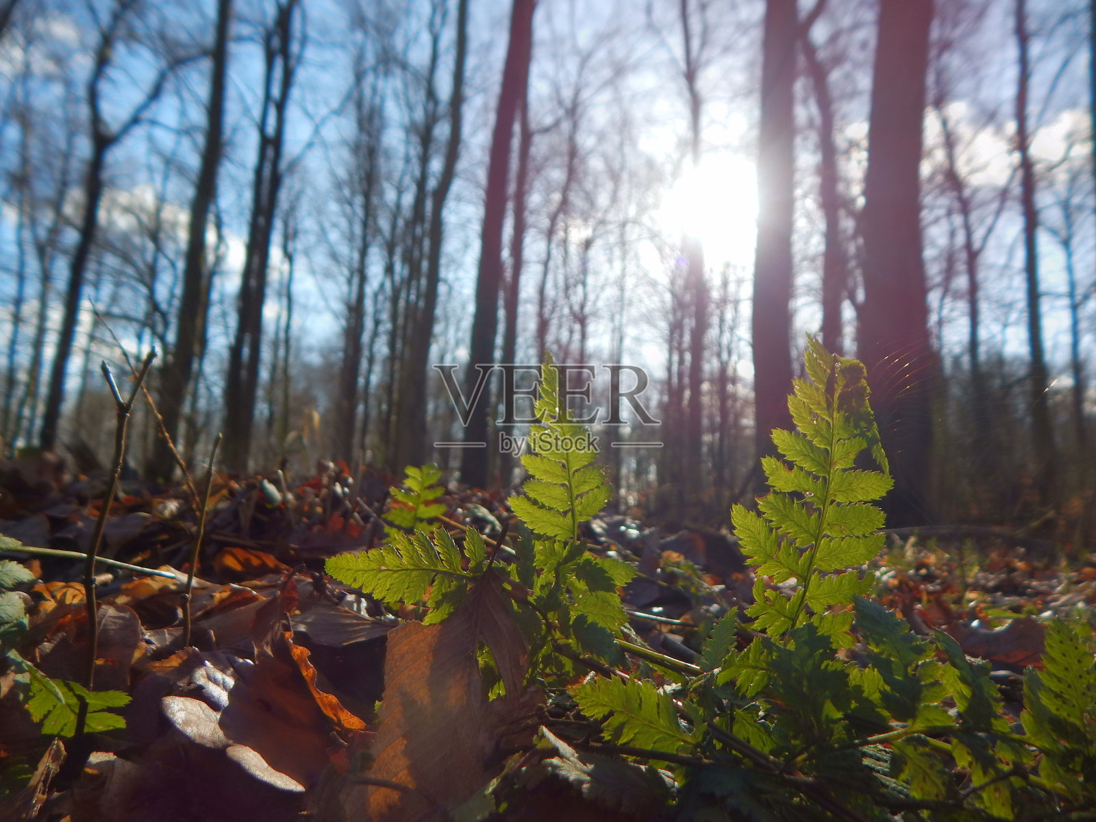 拍摄德国北部美丽的自然风光照片摄影图片
