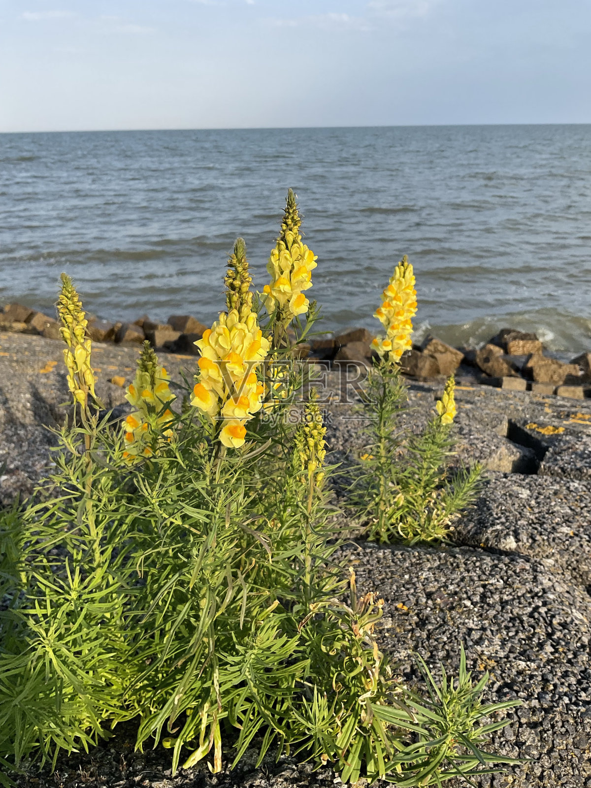 黄色的花照片摄影图片