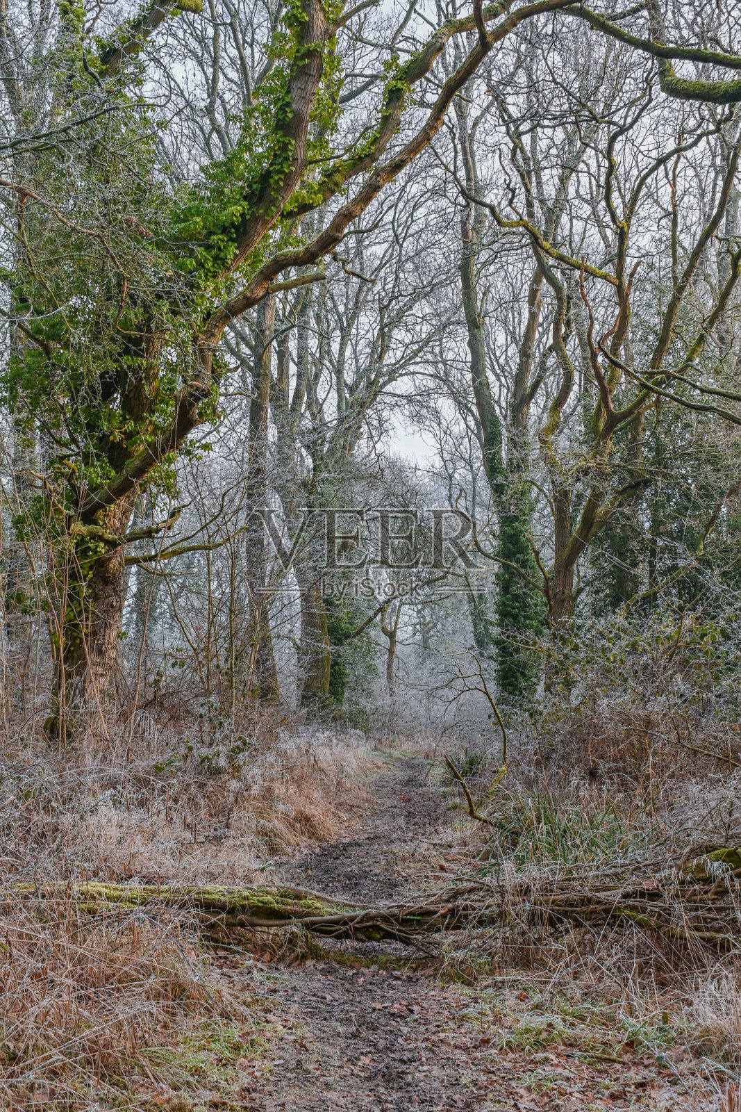 冷淡的林地照片摄影图片
