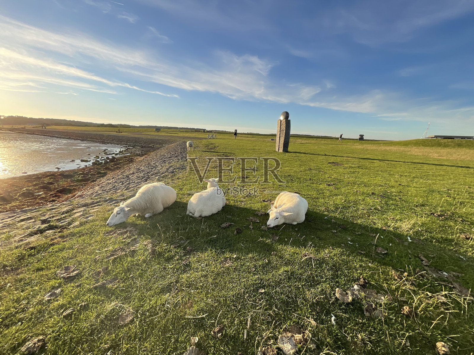 3只羊睡觉照片摄影图片