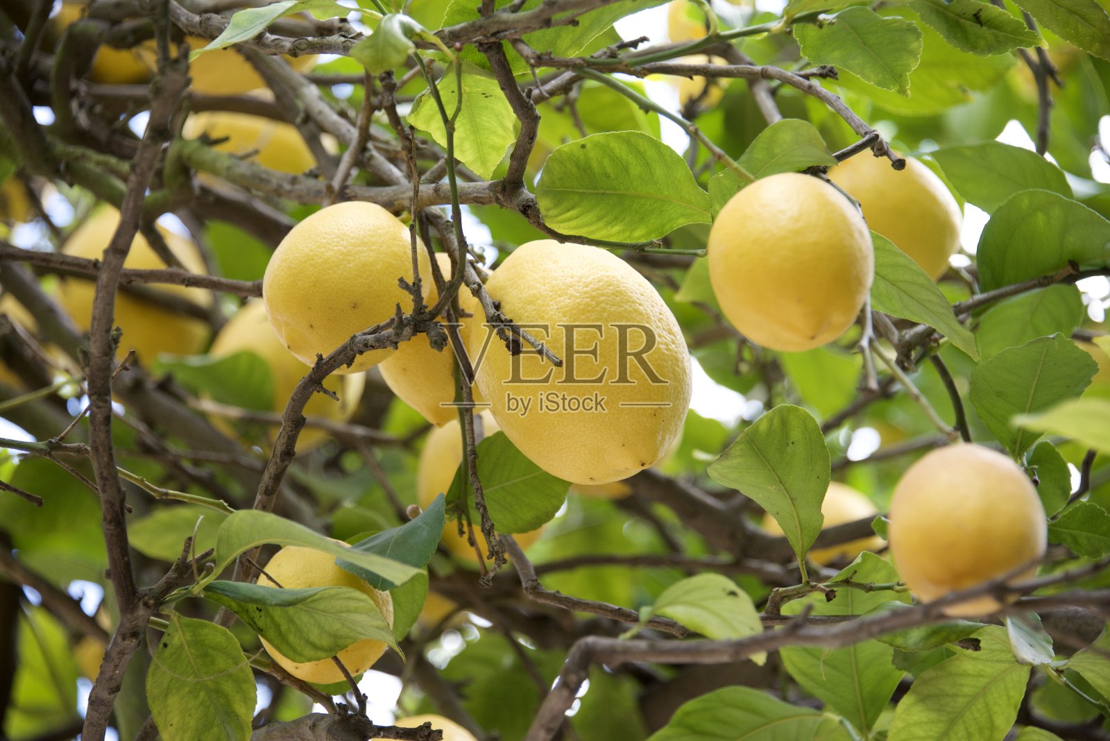 柠檬照片摄影图片