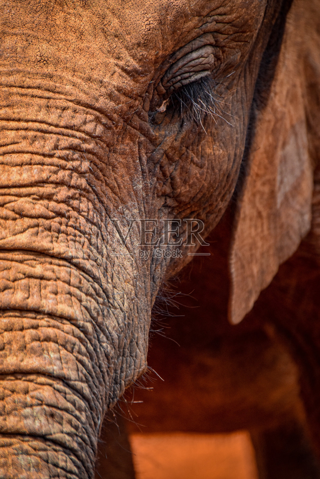 大象照片摄影图片