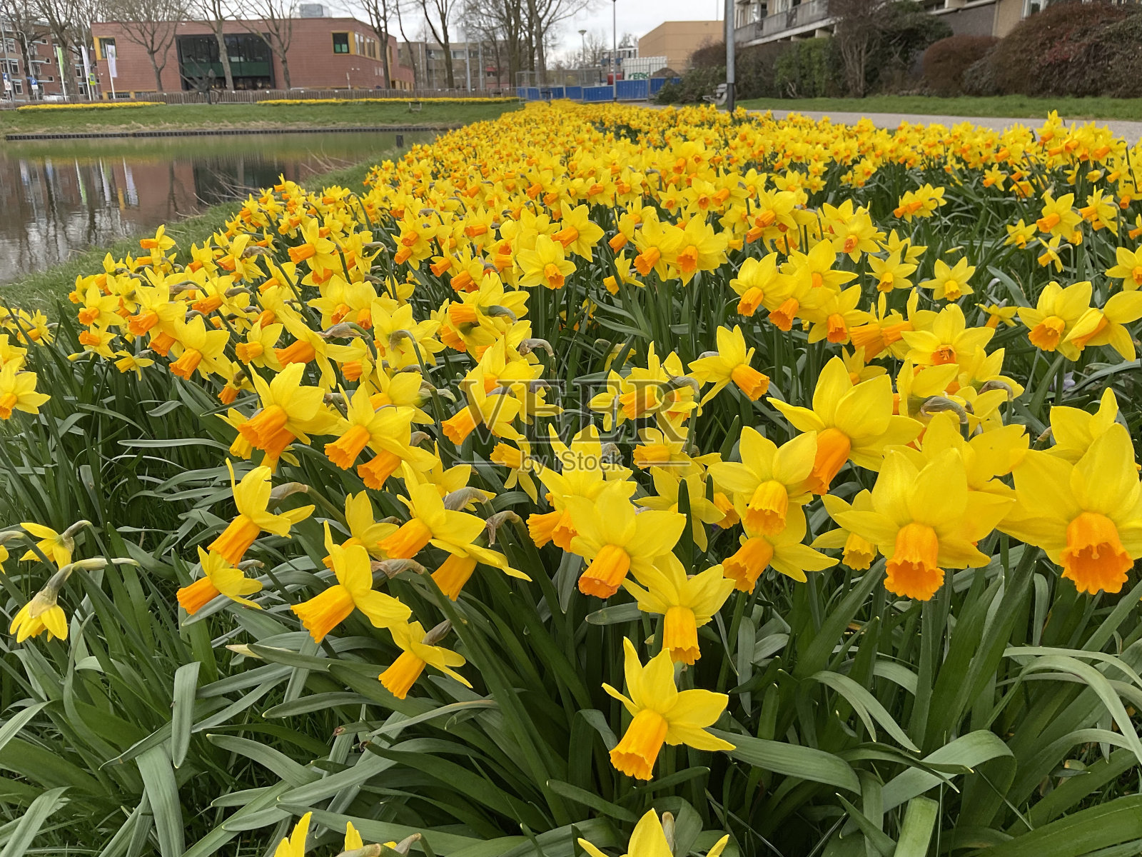 纳西森花照片摄影图片