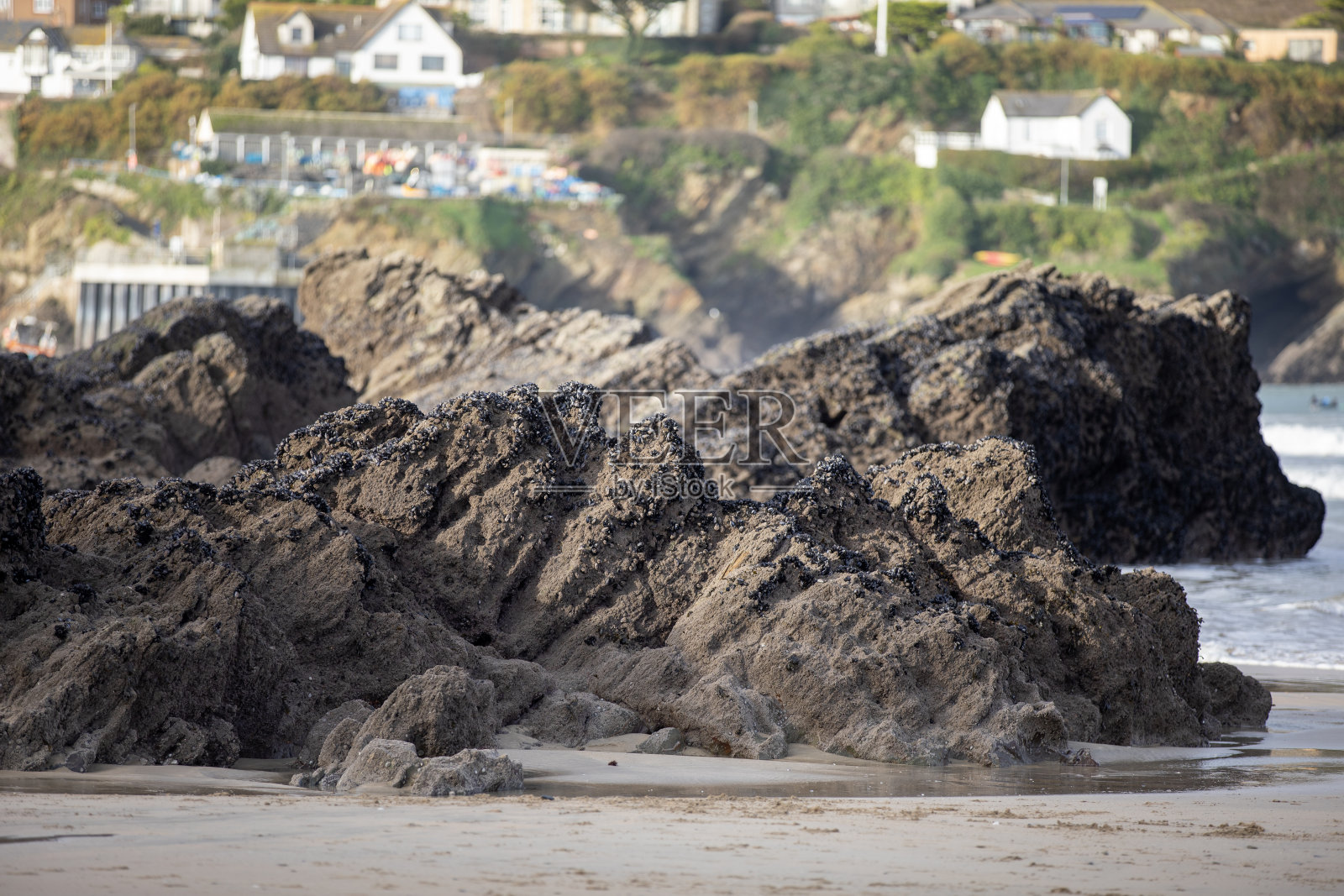 退潮期间，英国纽基大西部海滩岩石上的贻贝。照片摄影图片