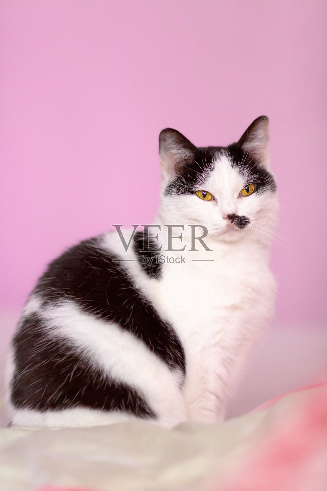 坐在粉红色背景上的黑白猫，室内拍摄，特写照片摄影图片