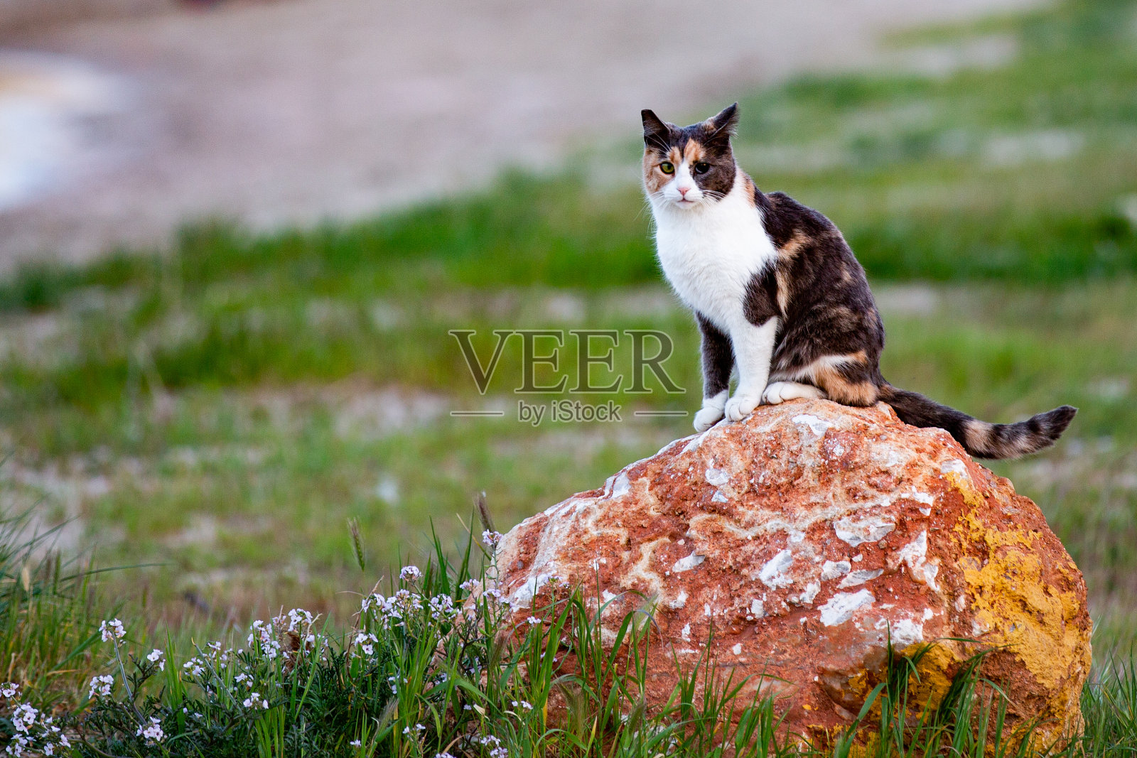 一只猫在岩石上照片摄影图片