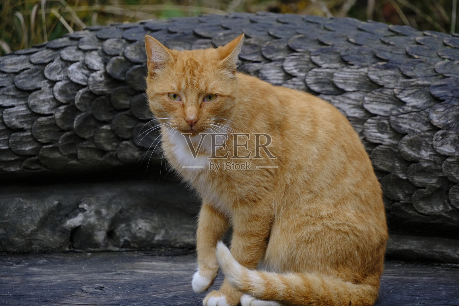 红毛白胸猫坐在木凳上。照片摄影图片