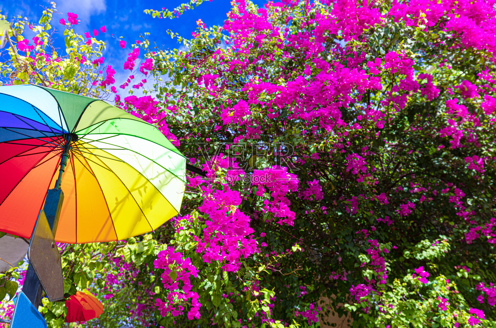 多米尼加共和国，普拉塔港五彩缤纷的殖民伞街照片摄影图片