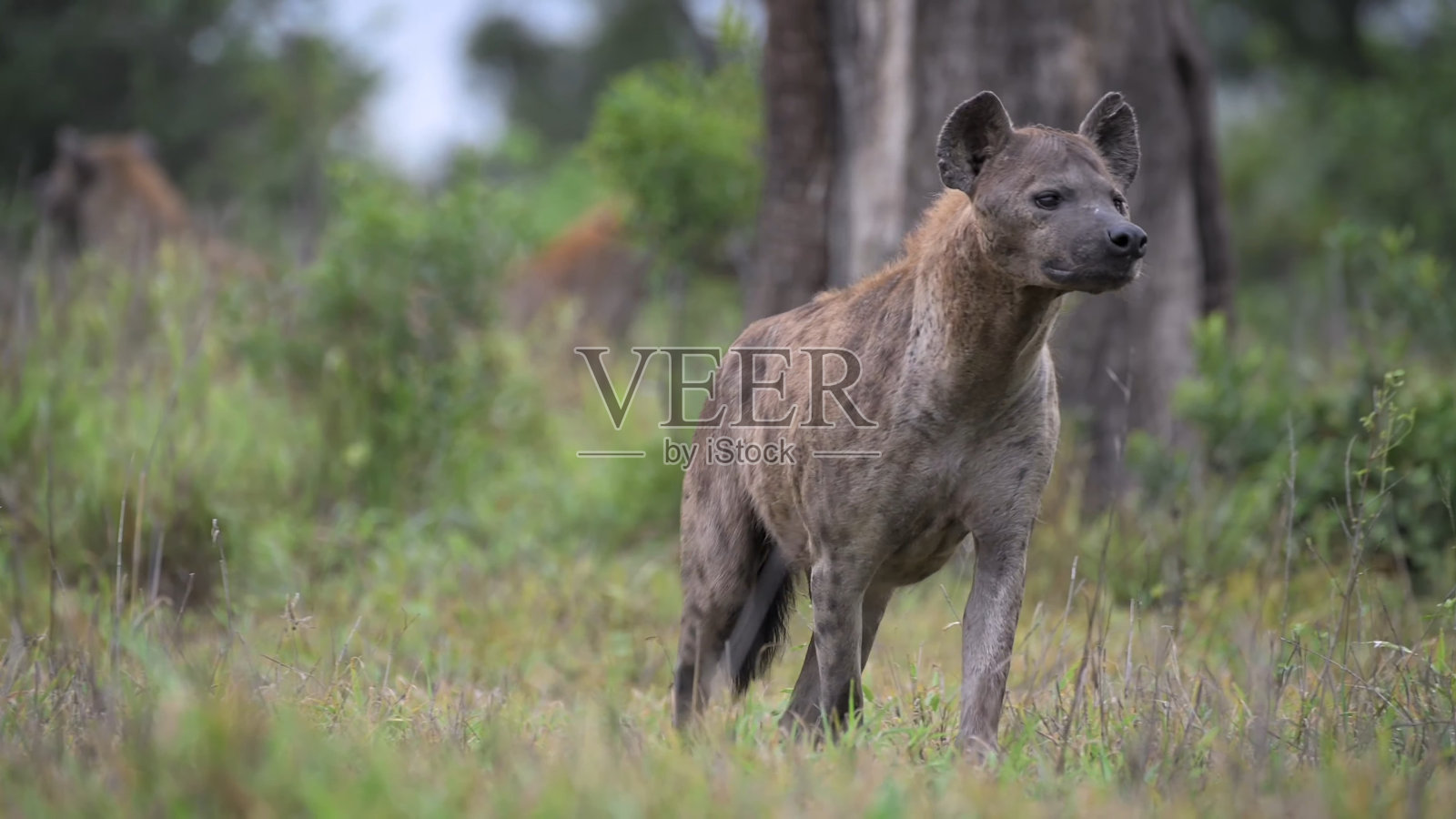 斑点鬣狗(Crocuta Crocuta)站在草地上，马赛马拉国家保护区，肯尼亚纳洛克照片摄影图片