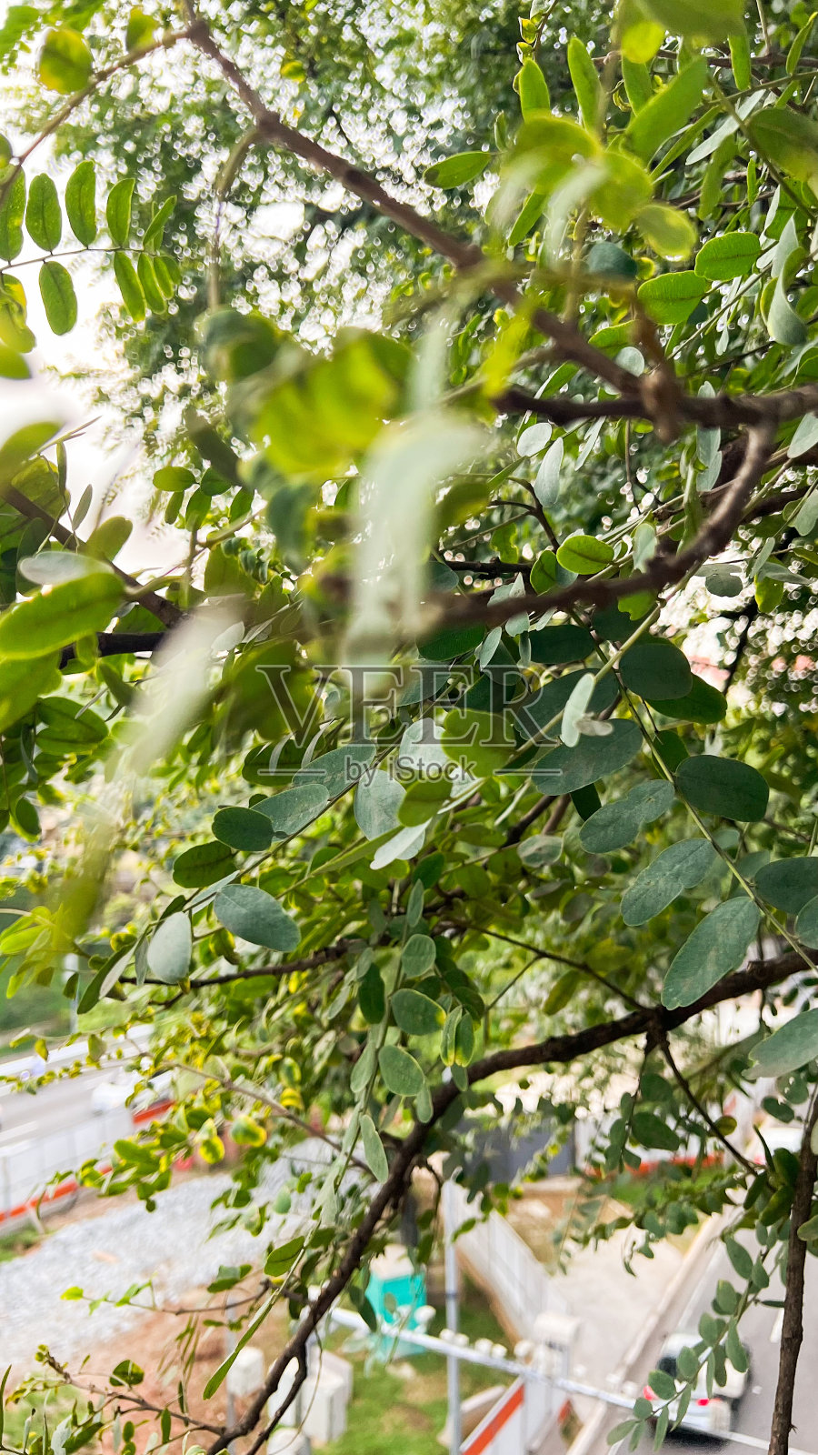 街上树上的树叶照片摄影图片