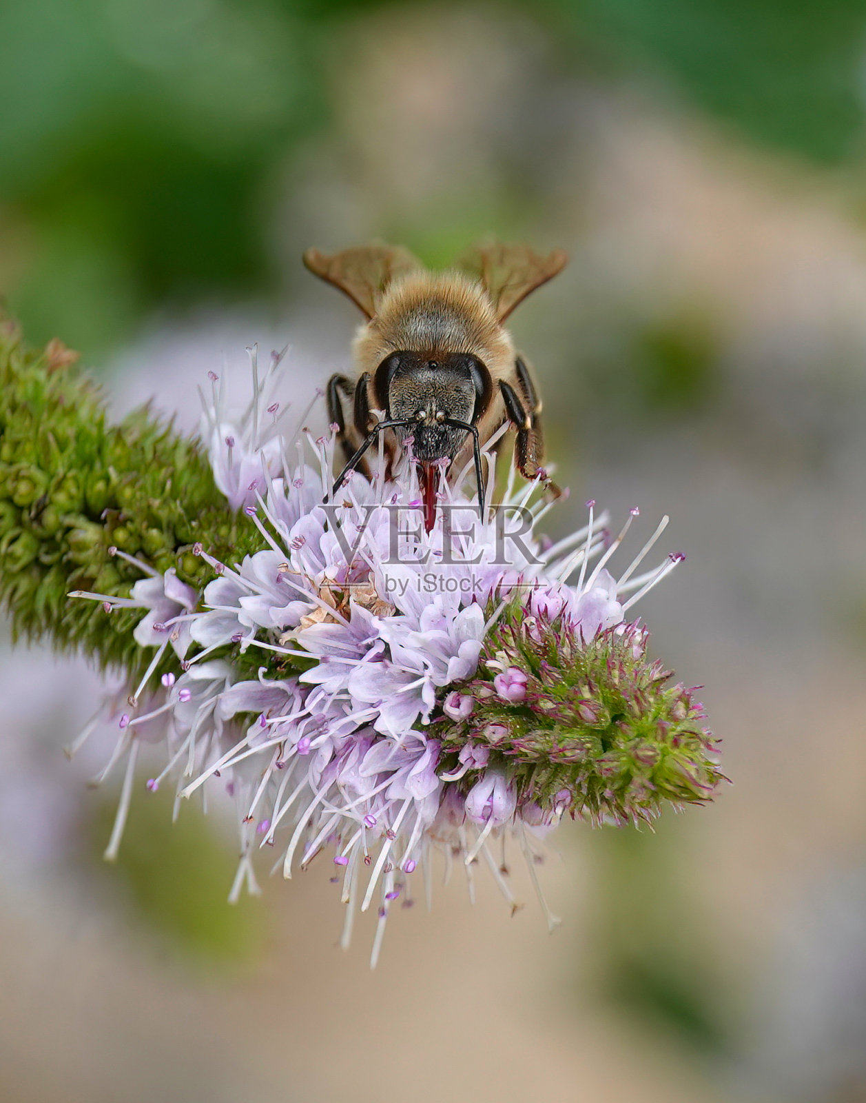 一只大黄蜂在夏天吃粉红色的花。照片摄影图片