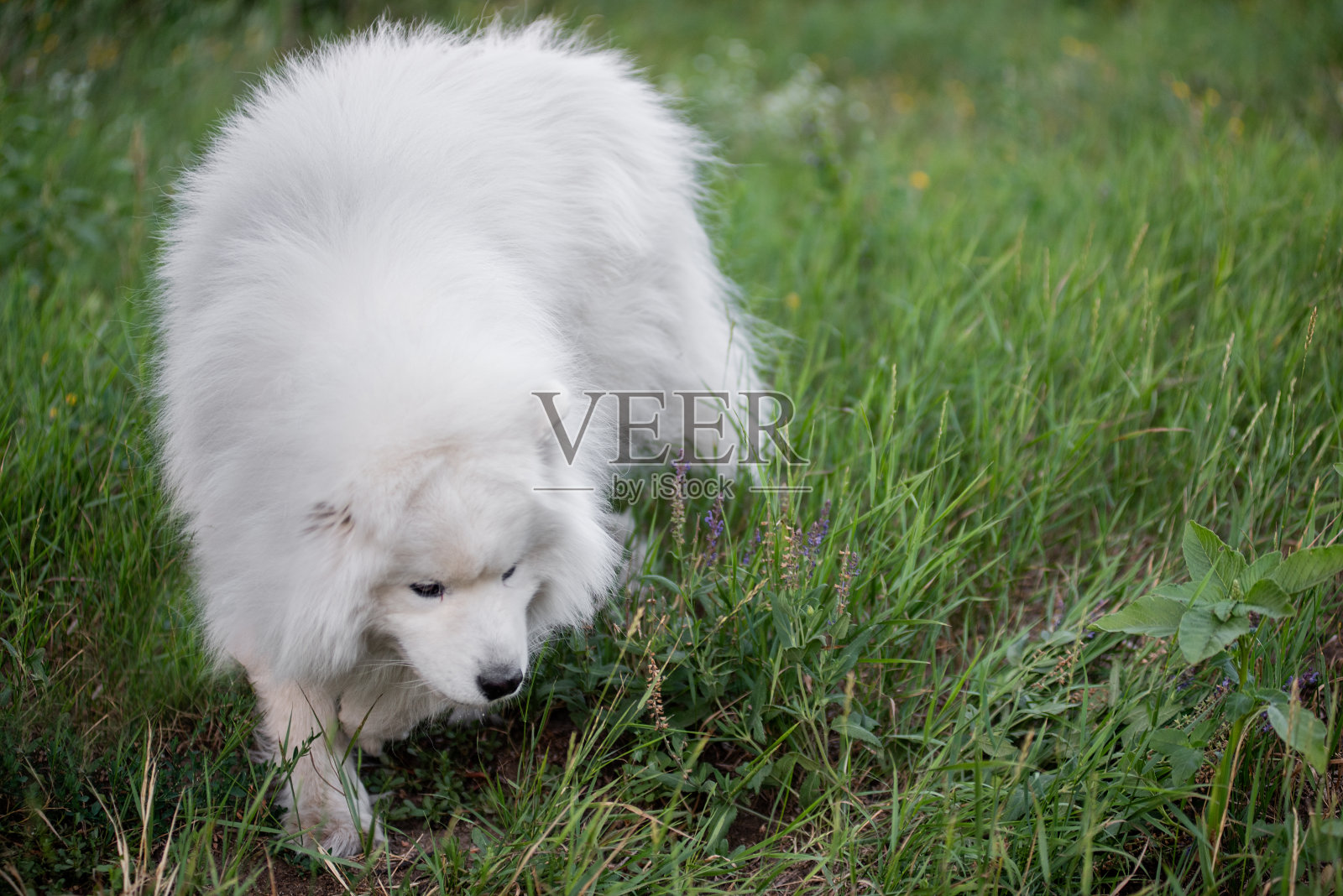 白色，有趣的蓬松萨摩耶狗在自然的草地。带宠物旅行。散步，照顾大狗照片摄影图片