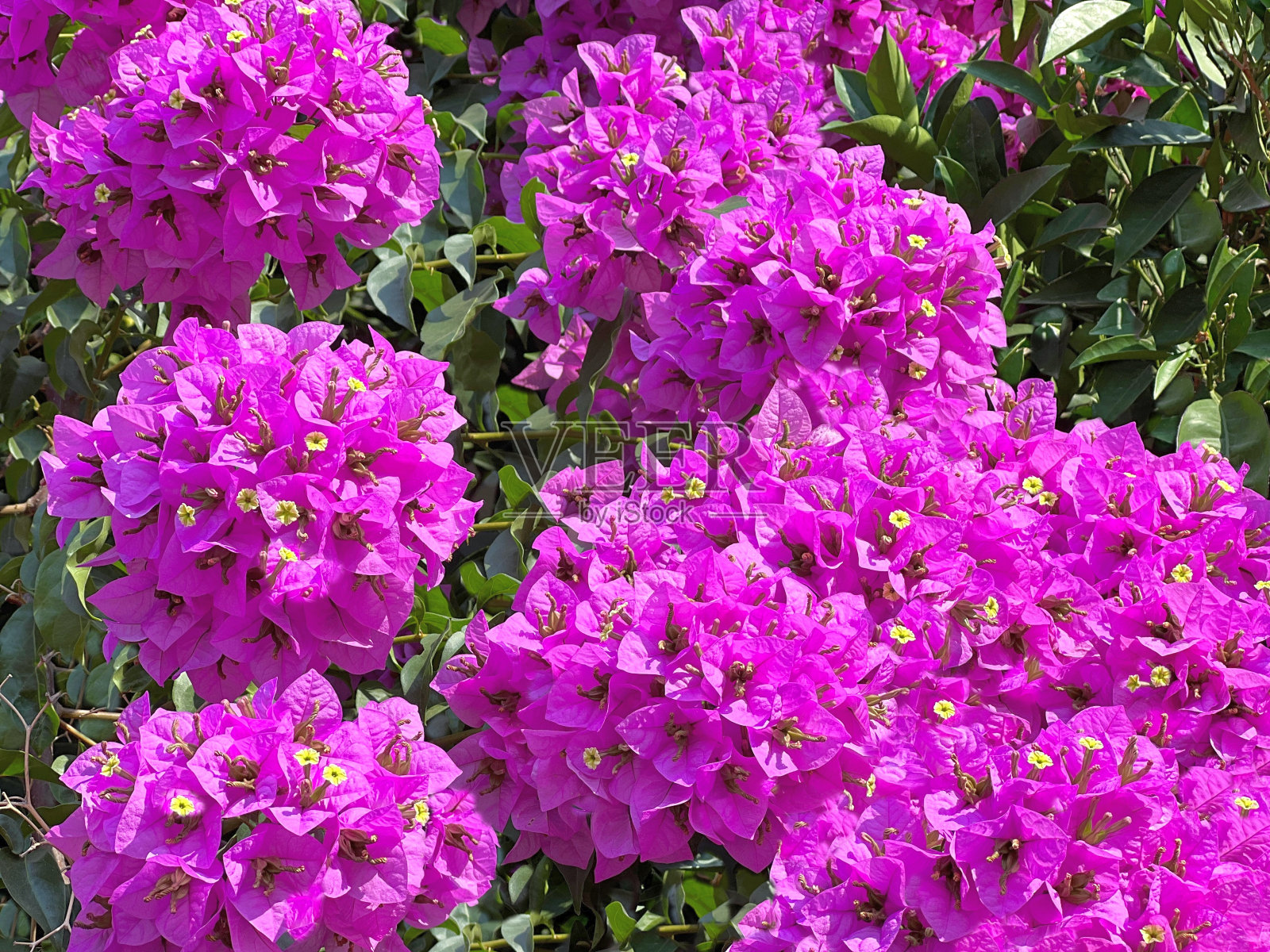 花园里的三角梅树上开着粉红色的花。照片摄影图片