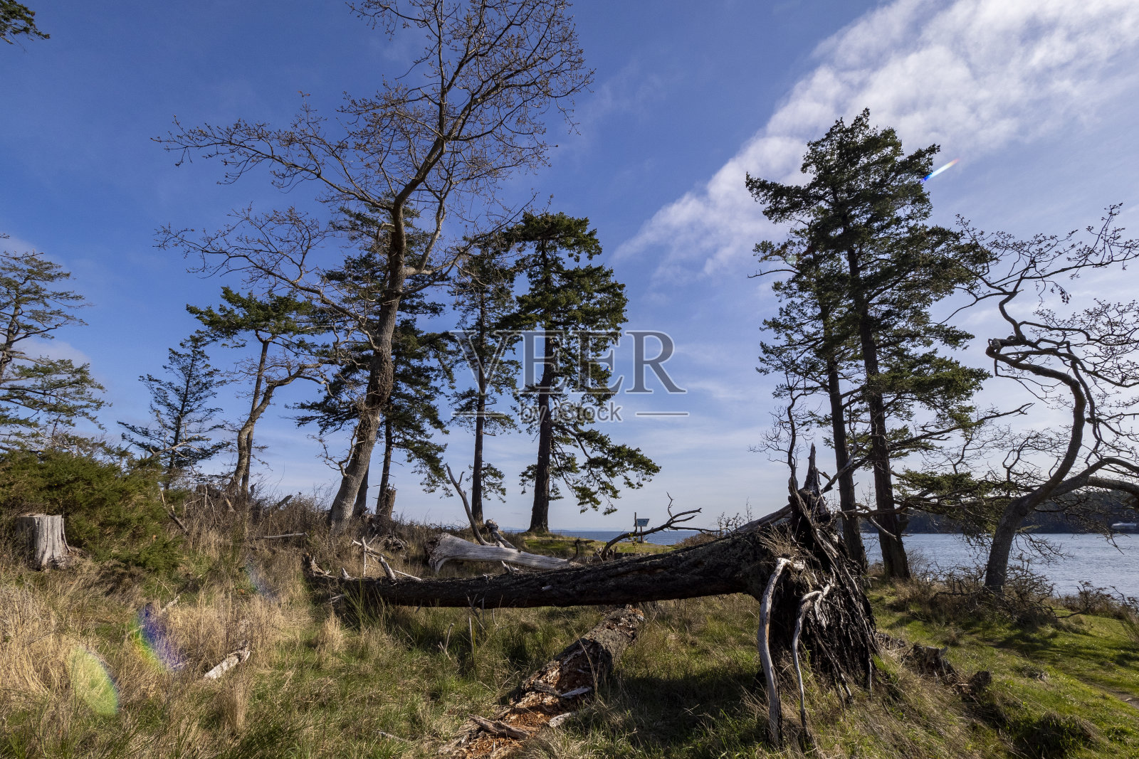 BC省加利亚诺岛Bellhouse省立公园照片摄影图片