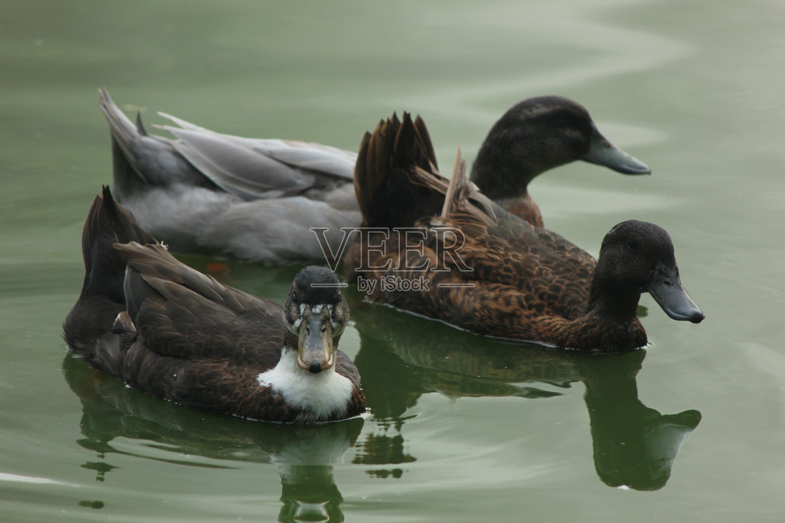 鸭子在池塘里游泳照片摄影图片