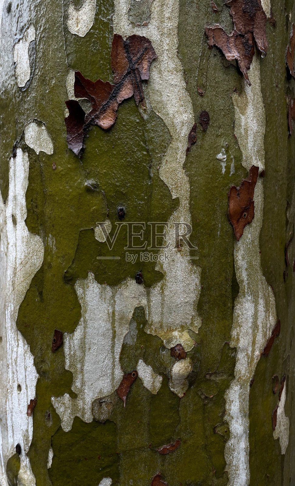 梧桐树皮照片摄影图片