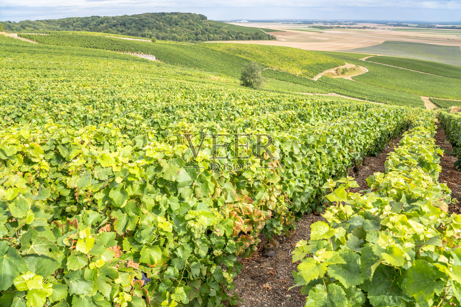 法国香槟葡萄园照片摄影图片
