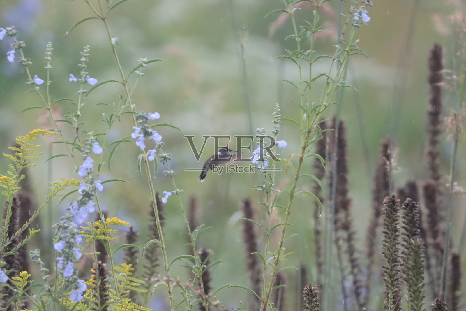 蜂鸟照片摄影图片