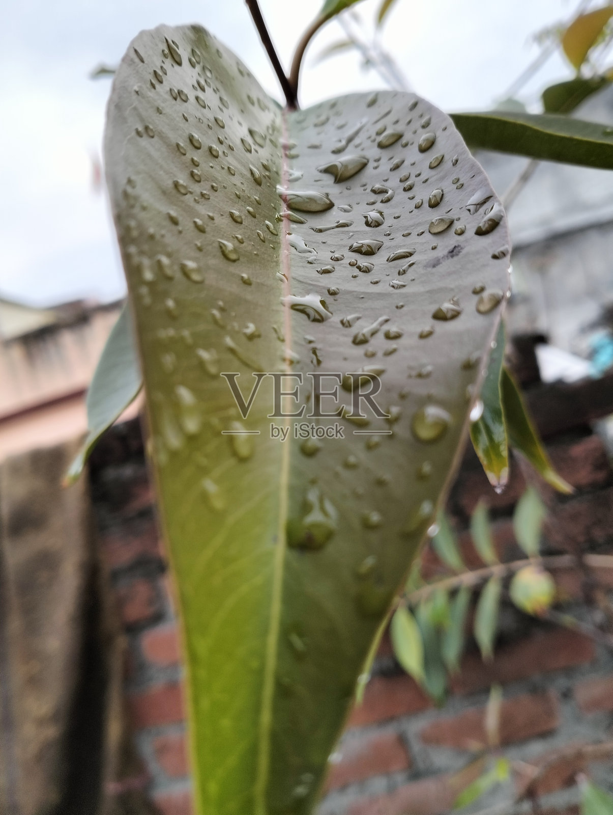 带露水的叶子照片摄影图片