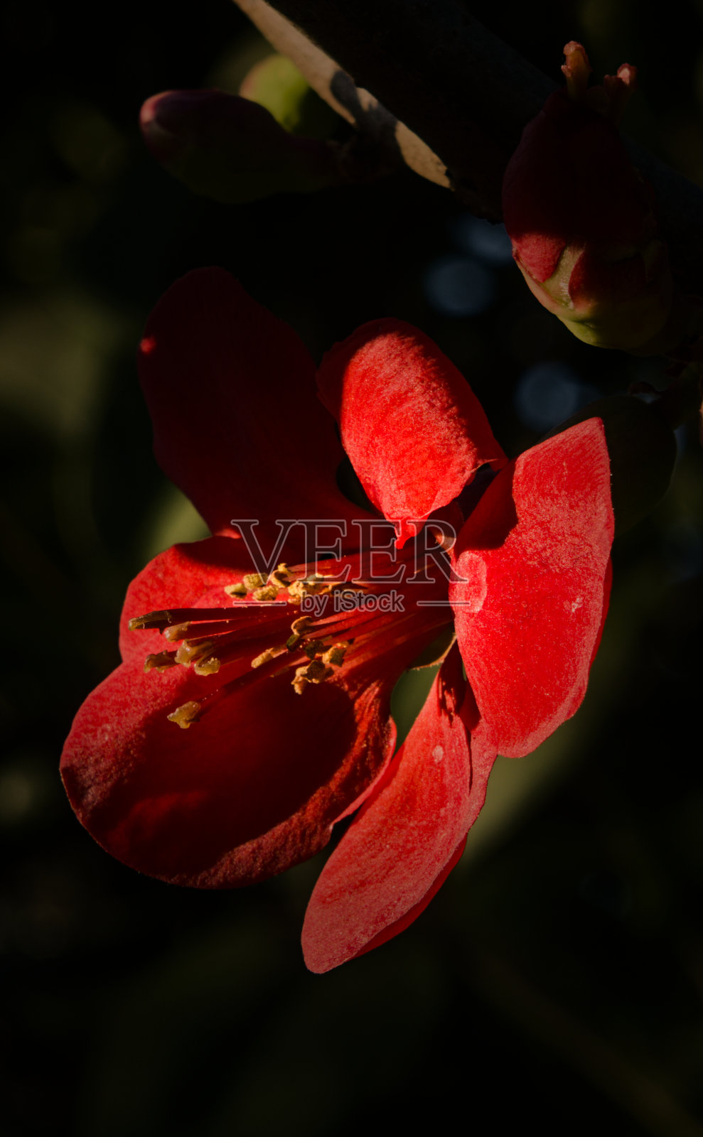 红色日本榅桲花(垂直)照片摄影图片