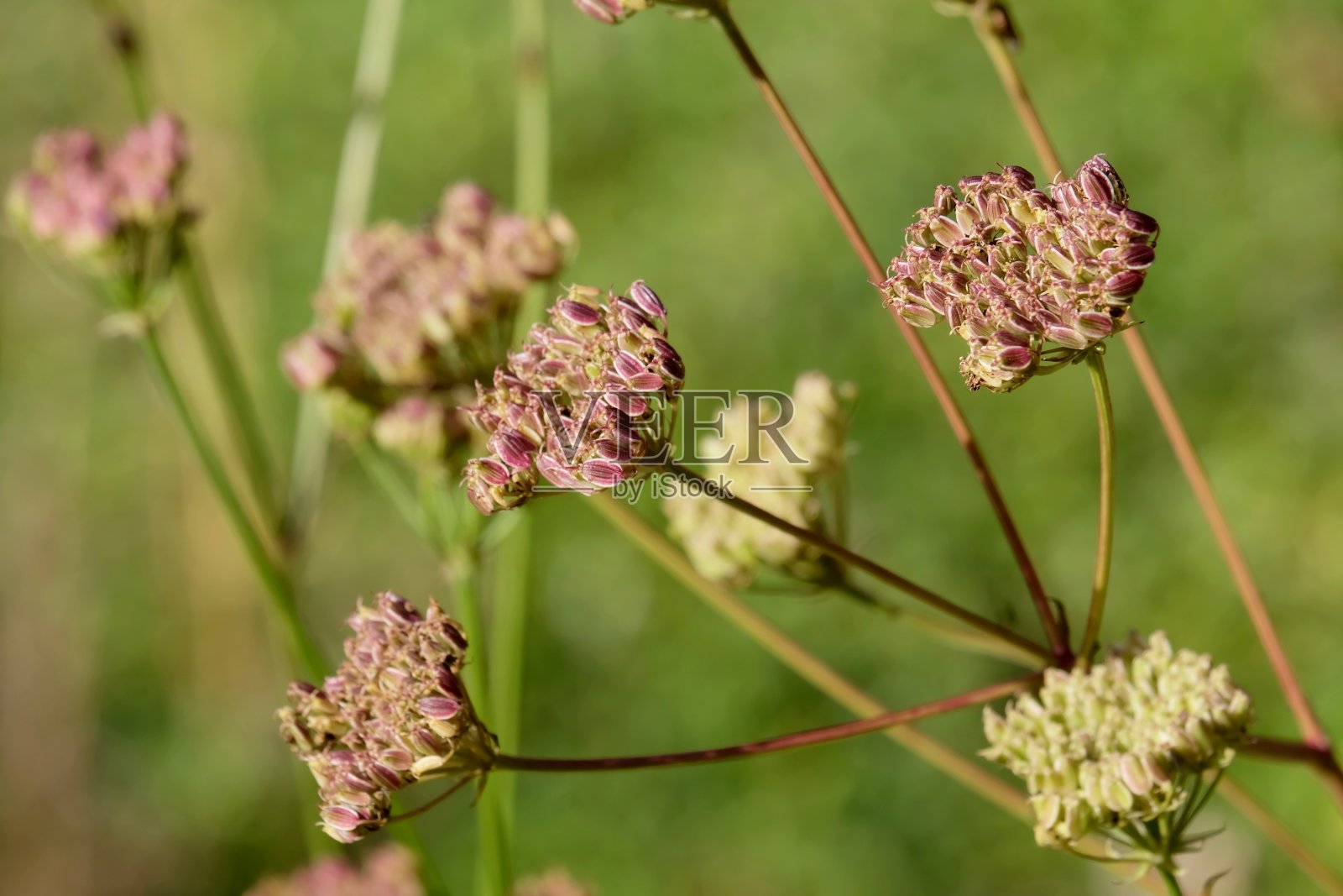 阿尔萨斯欧芹 - Peucedanum Alsaticum照片摄影图片