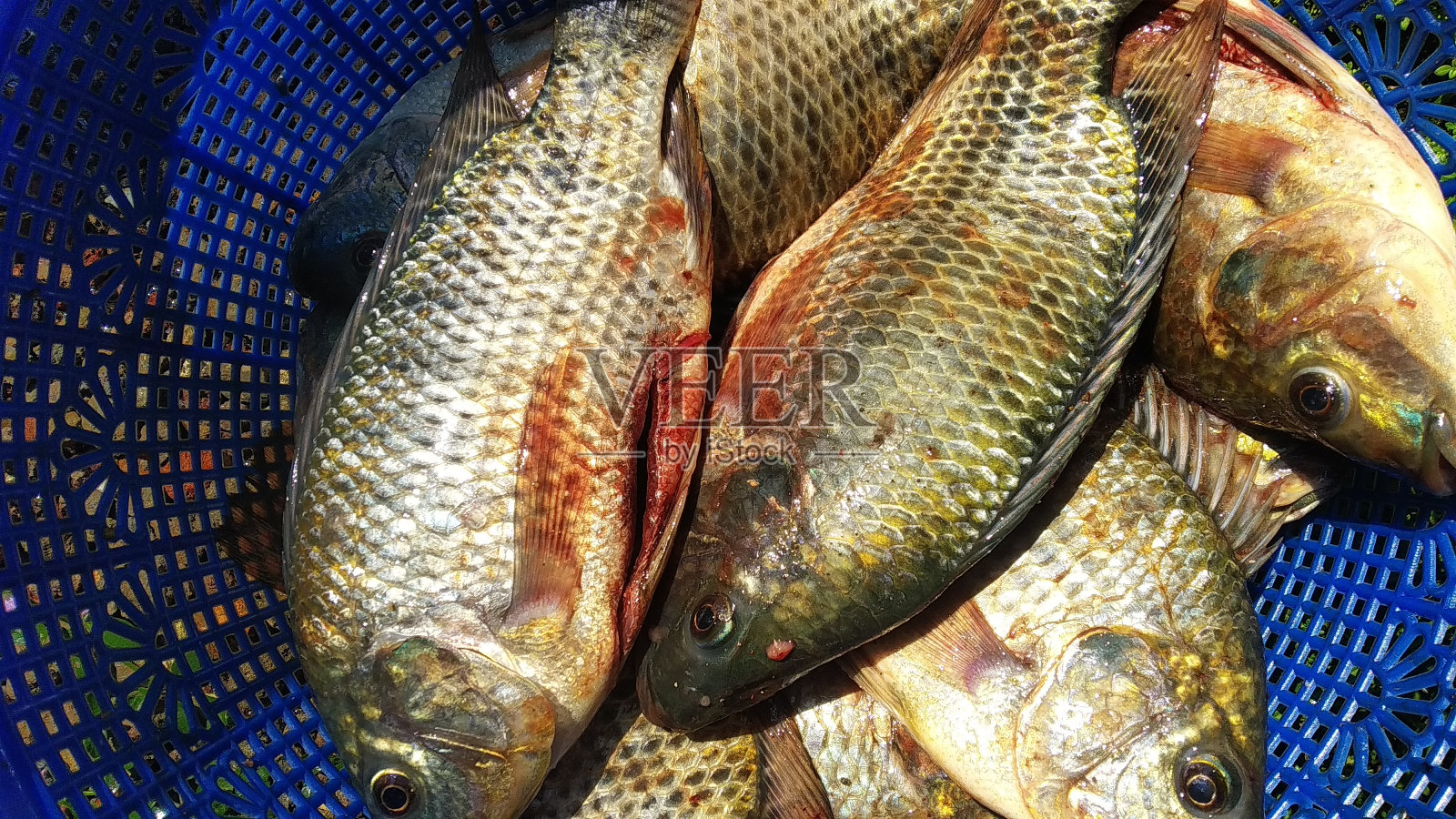 将收集的小罗非鱼放入蓝色容器中，将鱼煮熟照片摄影图片