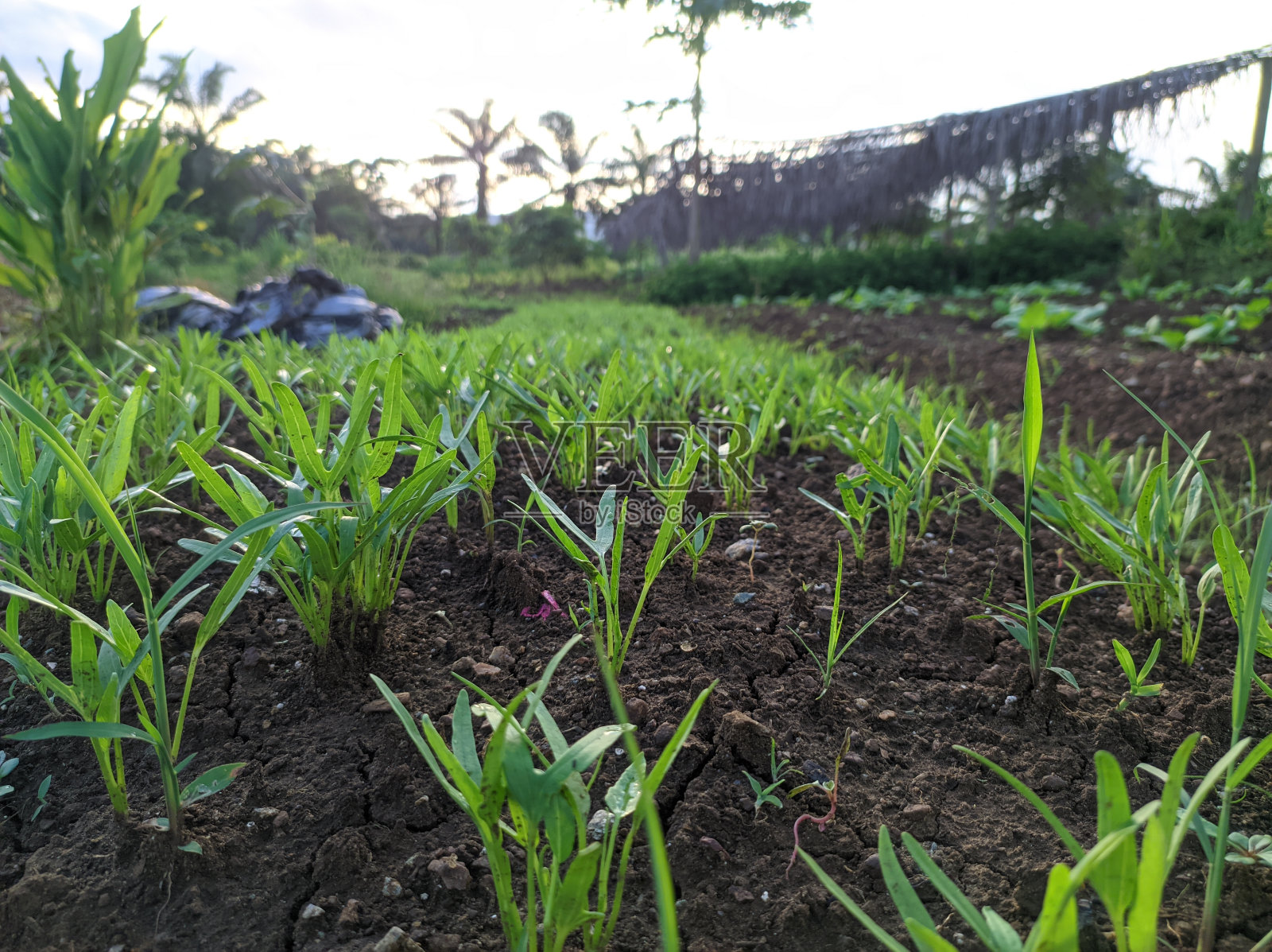 康宫蔬菜厂照片摄影图片