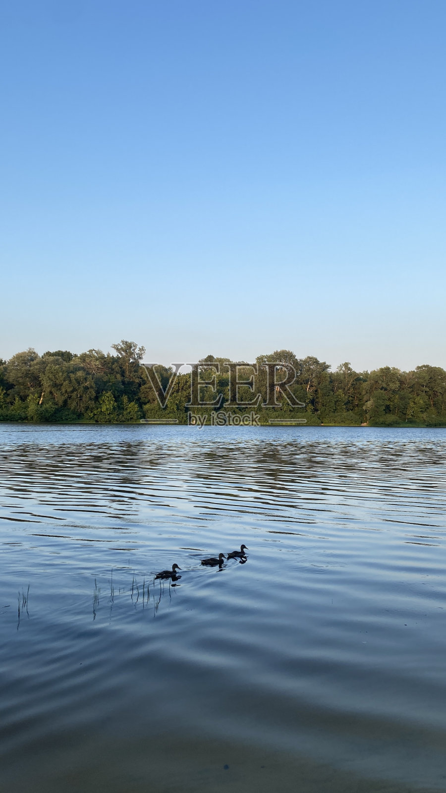 两只鸭子在河上照片摄影图片