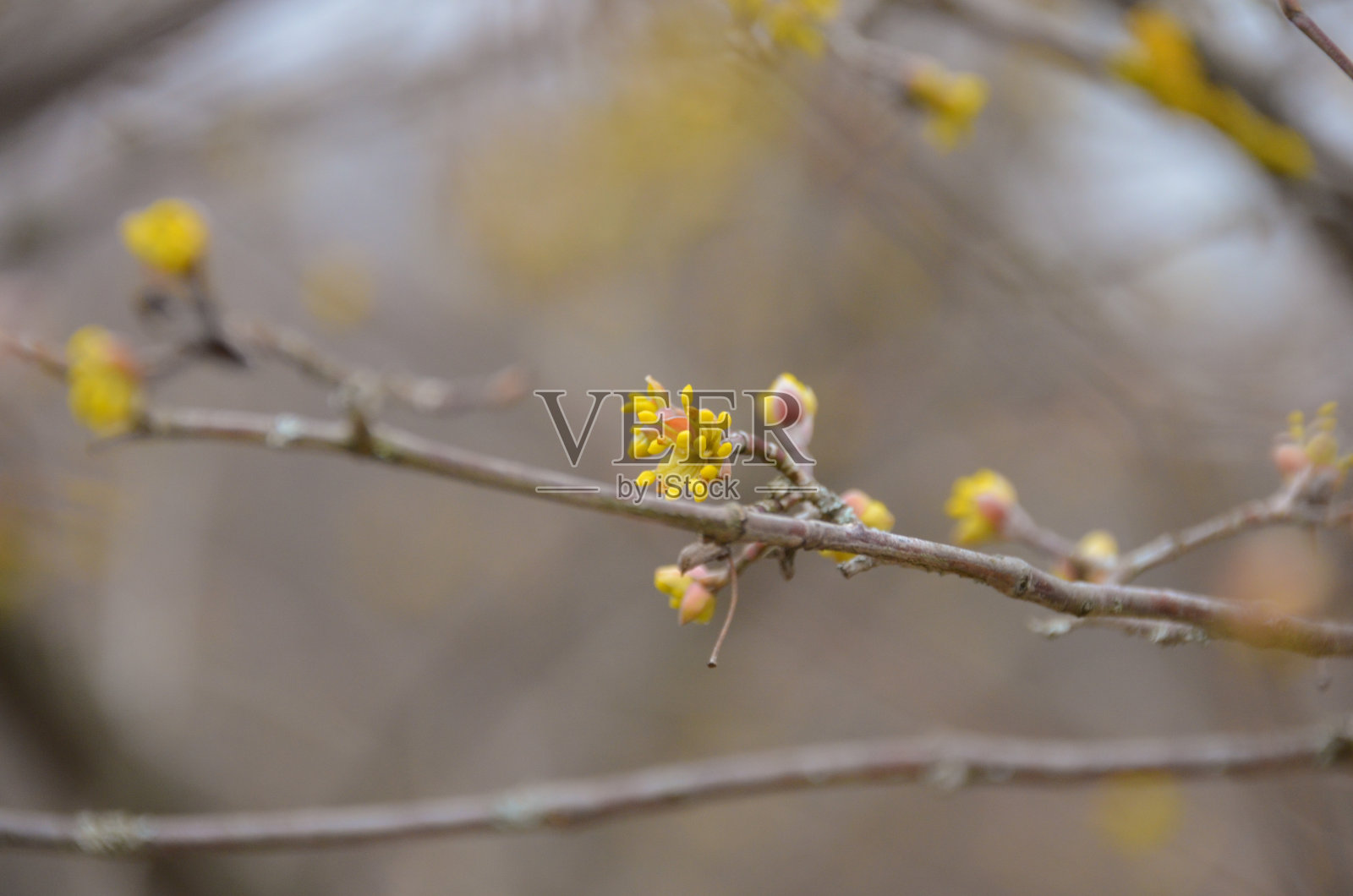 盛开照片摄影图片