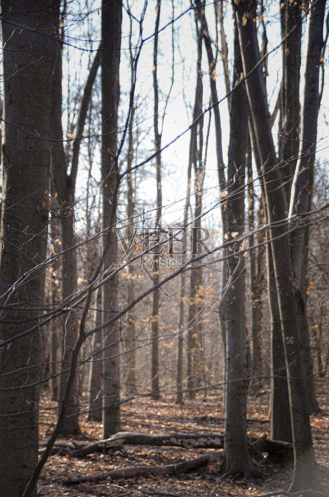 森林。第一缕春光照片摄影图片