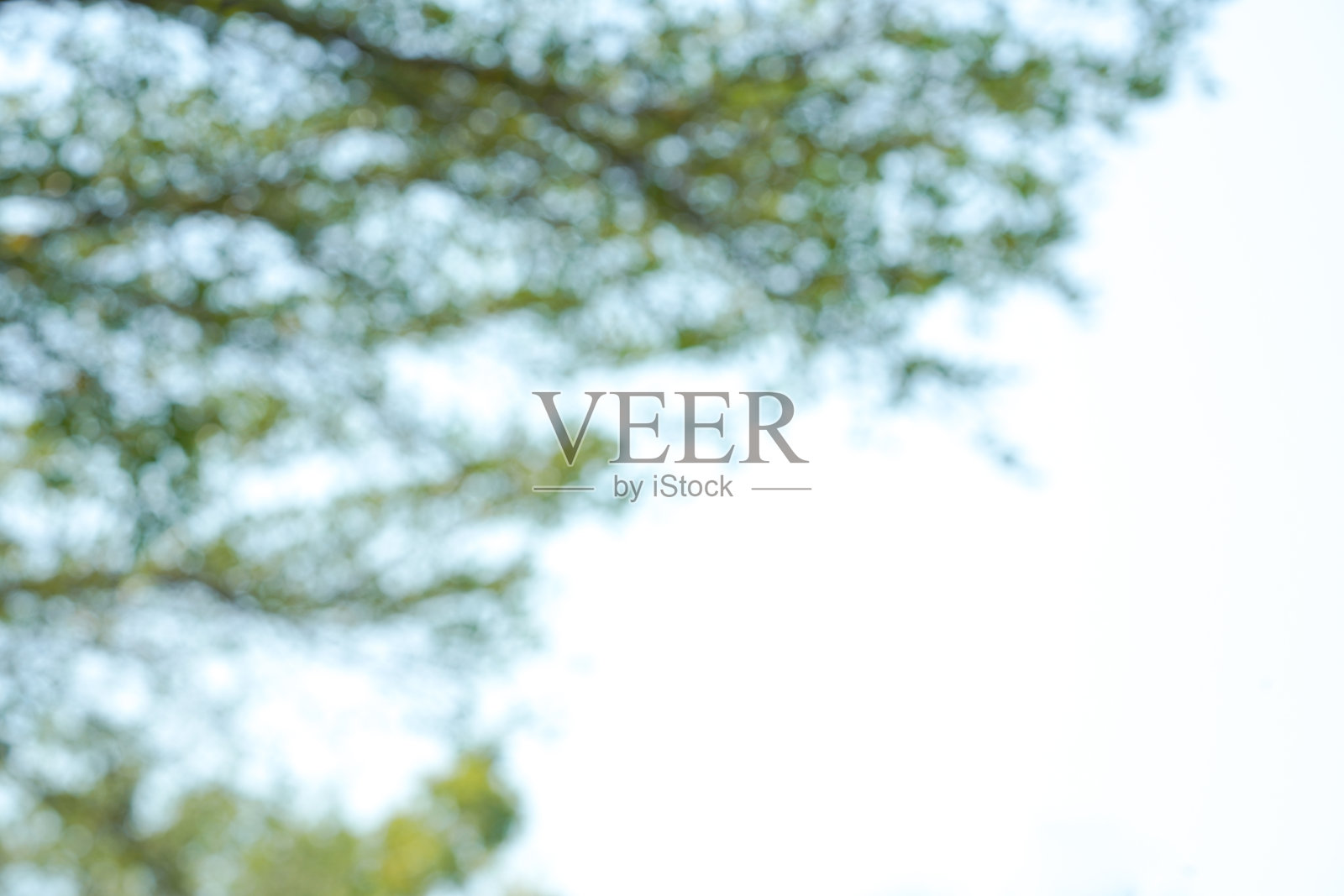 花园里的树。照片摄影图片