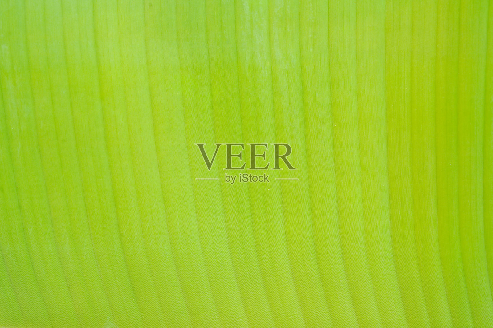 绿色背景。照片摄影图片