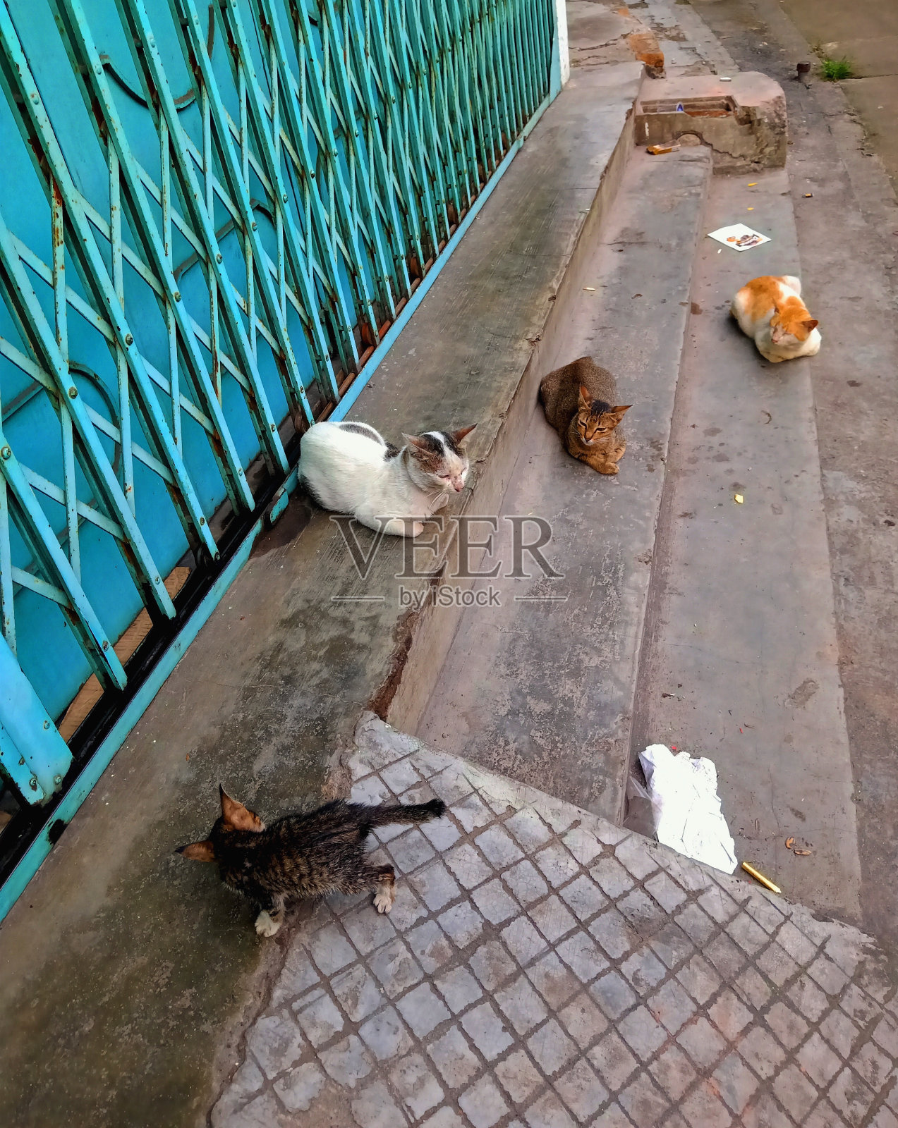 只流浪猫照片摄影图片