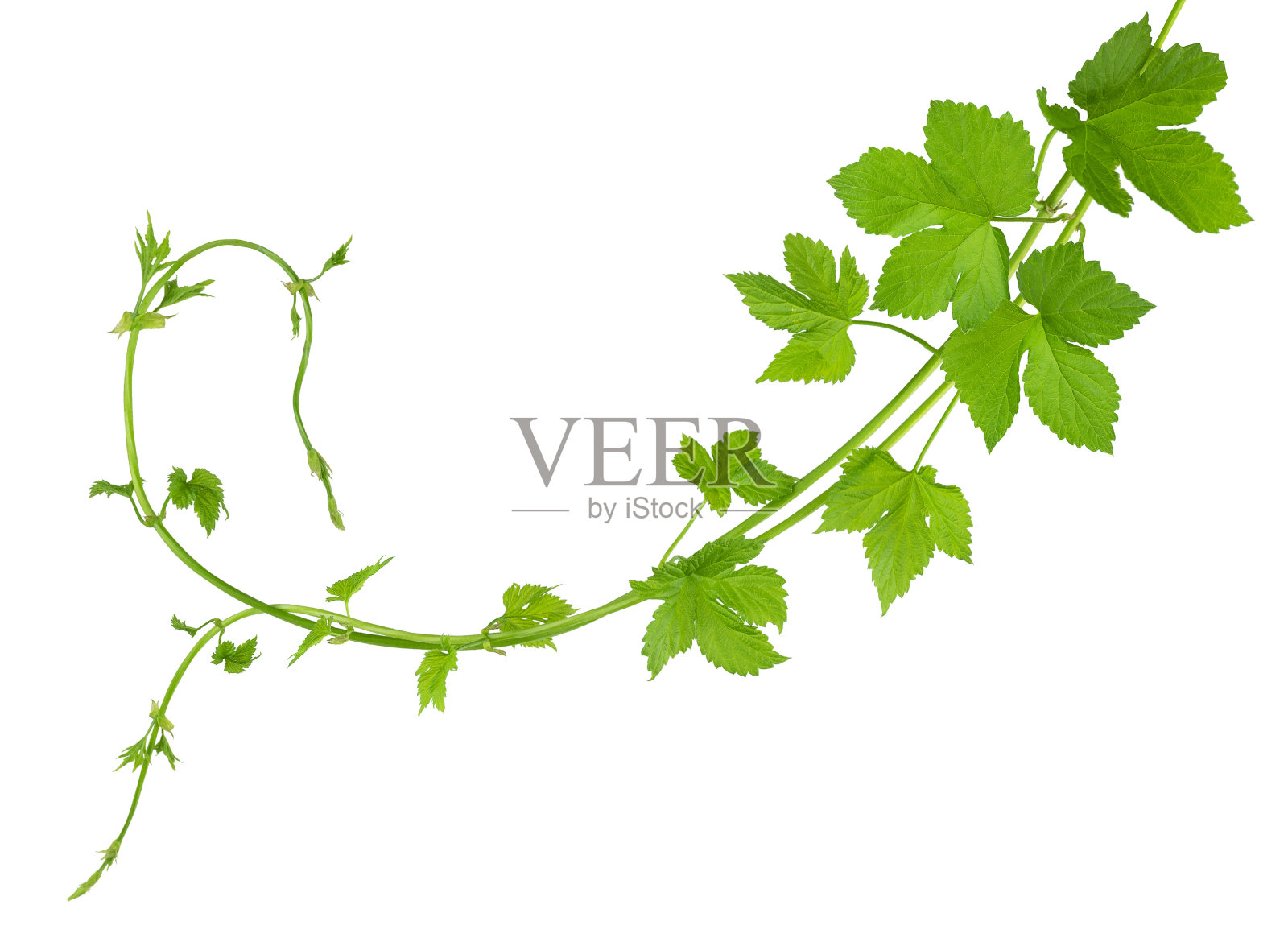 新鲜的绿色啤酒花枝，孤立在白色背景上。带叶子的啤酒花。有机酒花。关闭了。啤酒厂照片摄影图片