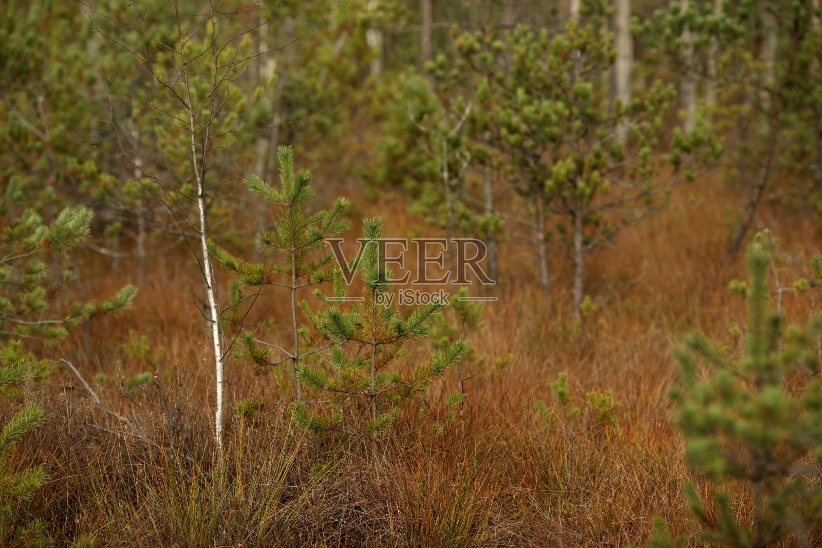 幼松林，再造林理念在。特拉凯国家历史公园、动植物保护区。照片摄影图片