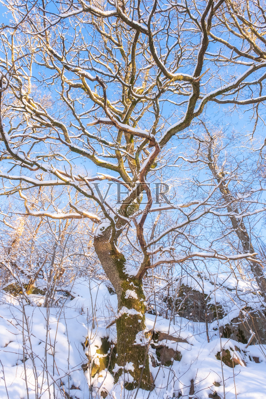 死树被雪覆盖，树枝形成美丽的图案照片摄影图片